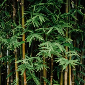 Kusco-Murphy Crushed Bamboo