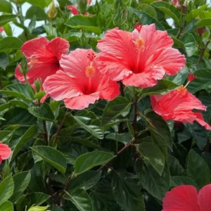 Kusco-Murphy Hibiscus