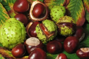 Kusco-Murphy Horse-Chestnut