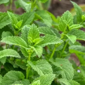 Kusco-Murphy Lemon Balm