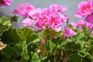 Kusco-Murphy Rose Geranium