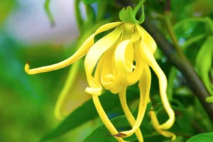 Kusco-Murphy Ylang Ylang